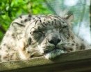 Бесплатная ОС Snow Leopard? Скорее, вирус